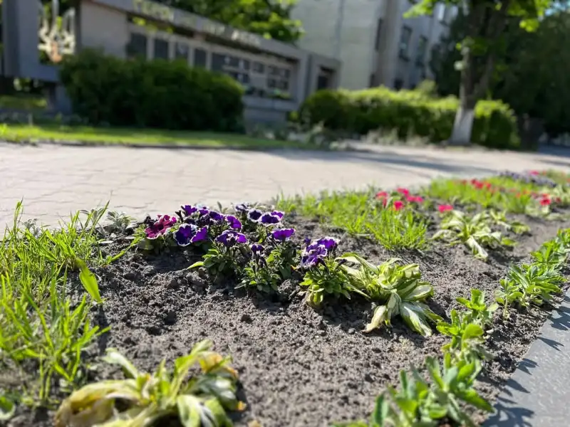 Костопіль розквітає: у місті завершують весняне озеленення