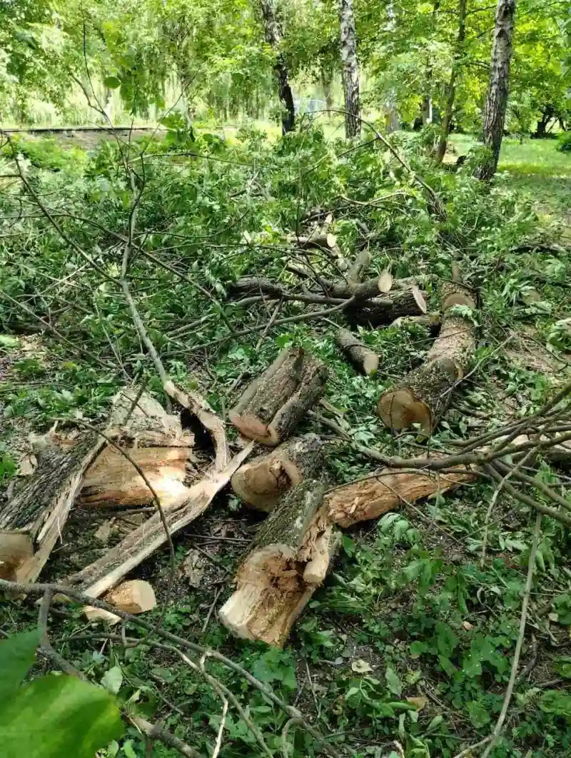 У Рівному очищають парки від зламаних дерев та формують кущі У Рівному очищають парки від зламаних дерев та формують кущі